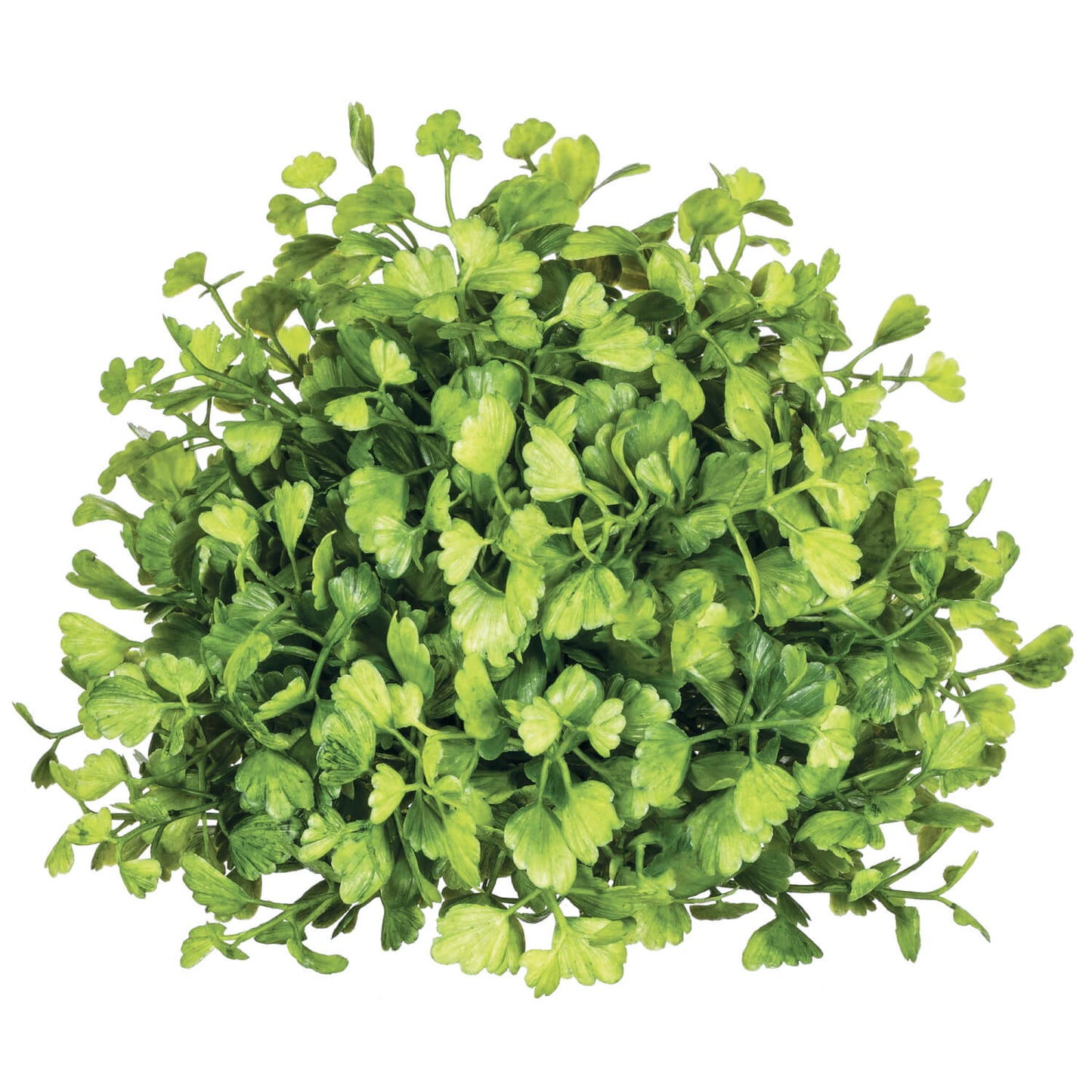 Maiden Hair Fern Half Orb