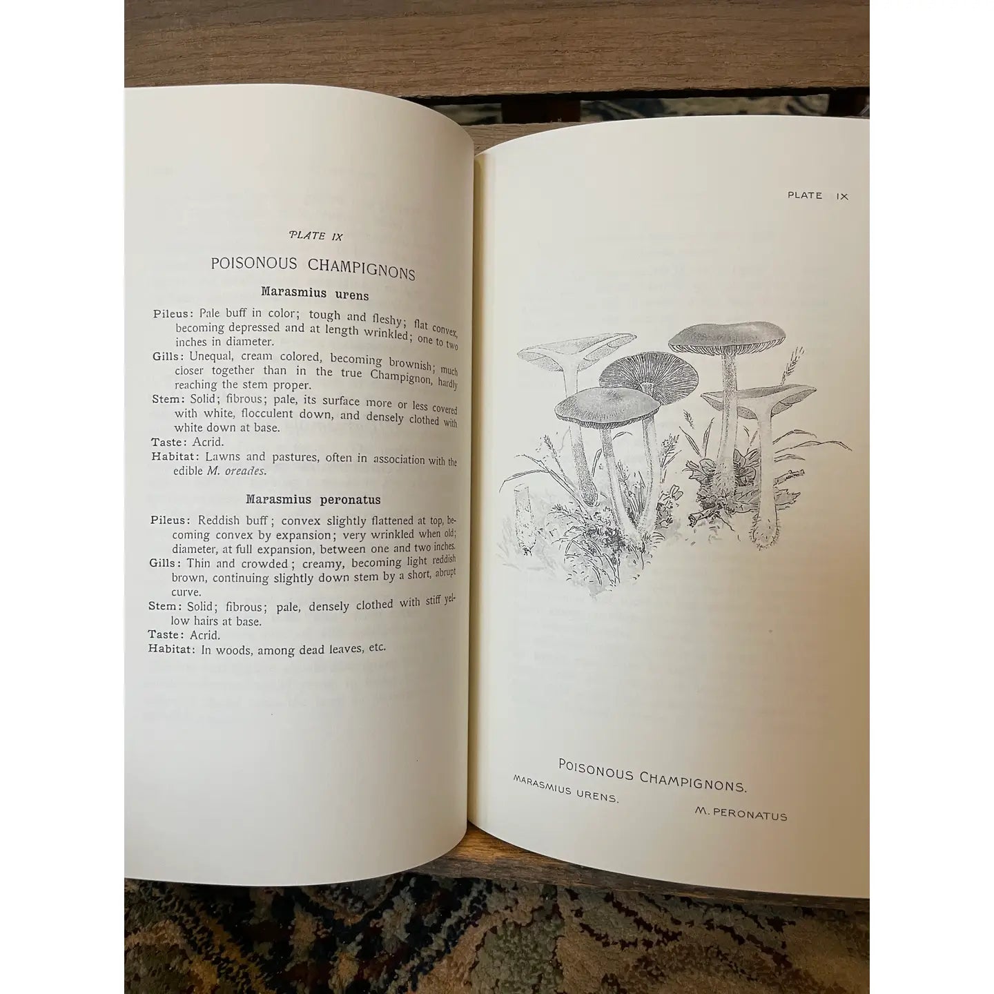 Edible Toadstools & Mushrooms