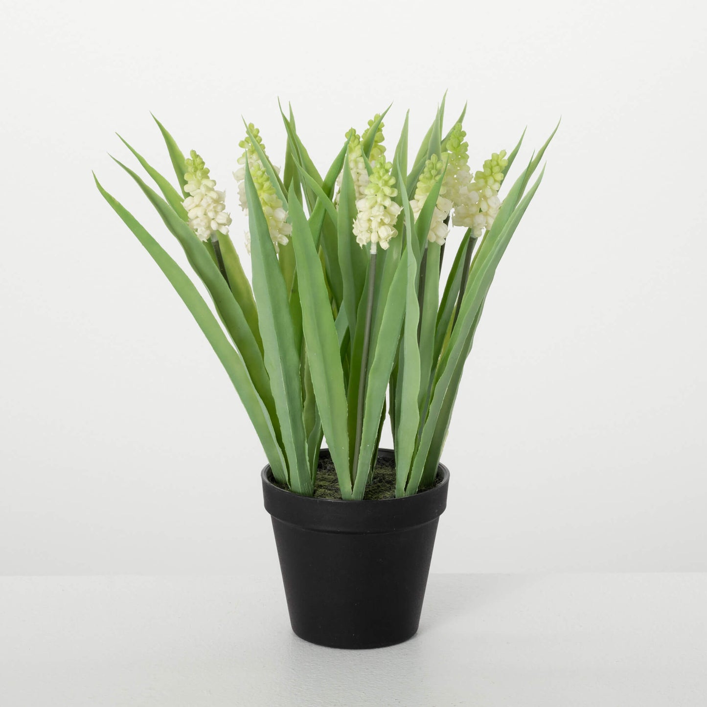 Potted Grape Hyacinth