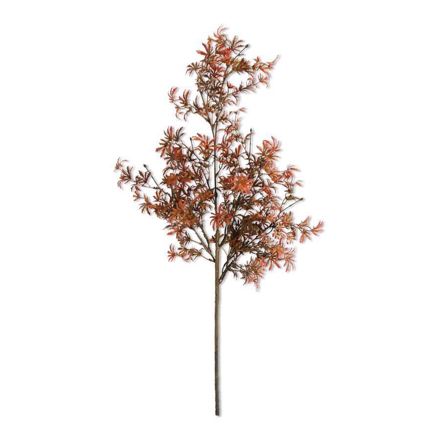 30" Fall Japanese Maple Stem