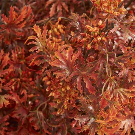 30" Fall Japanese Maple Stem