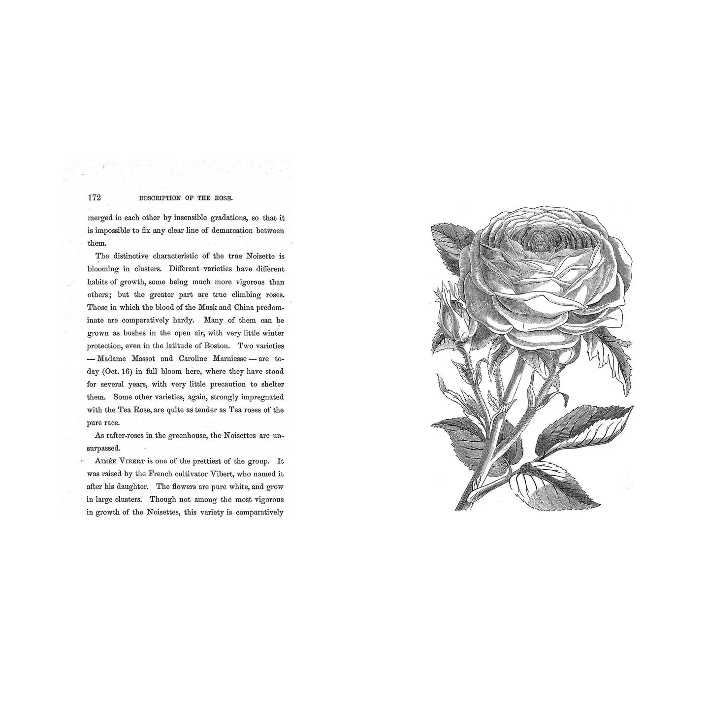 The Book of Roses