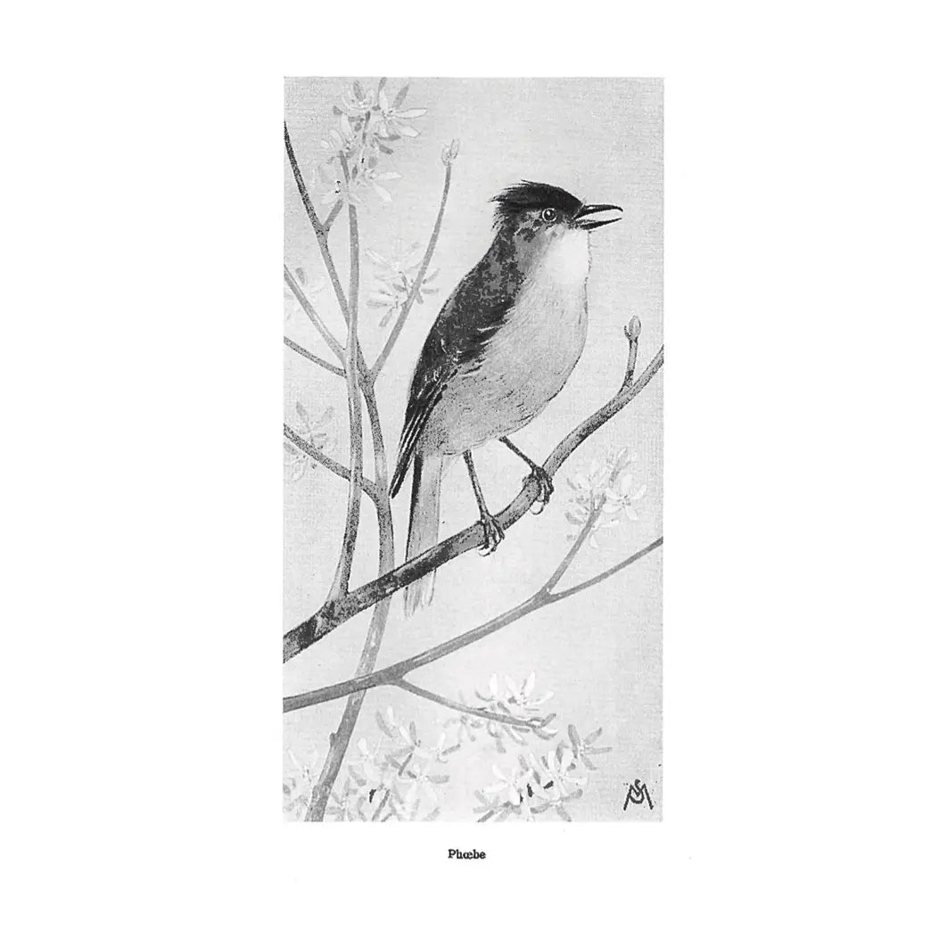Field Book of Wild Birds and Their Music