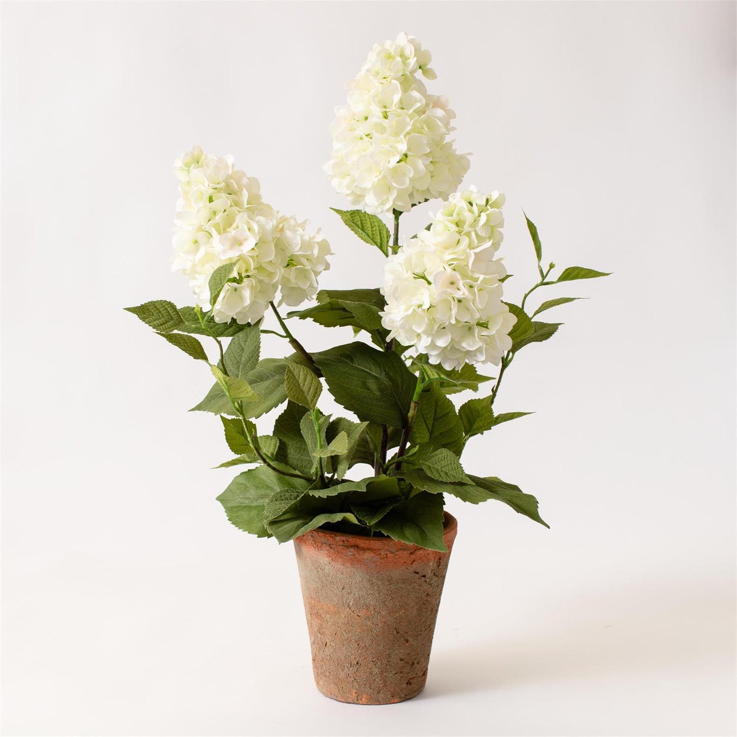Potted - White Hydrangea
