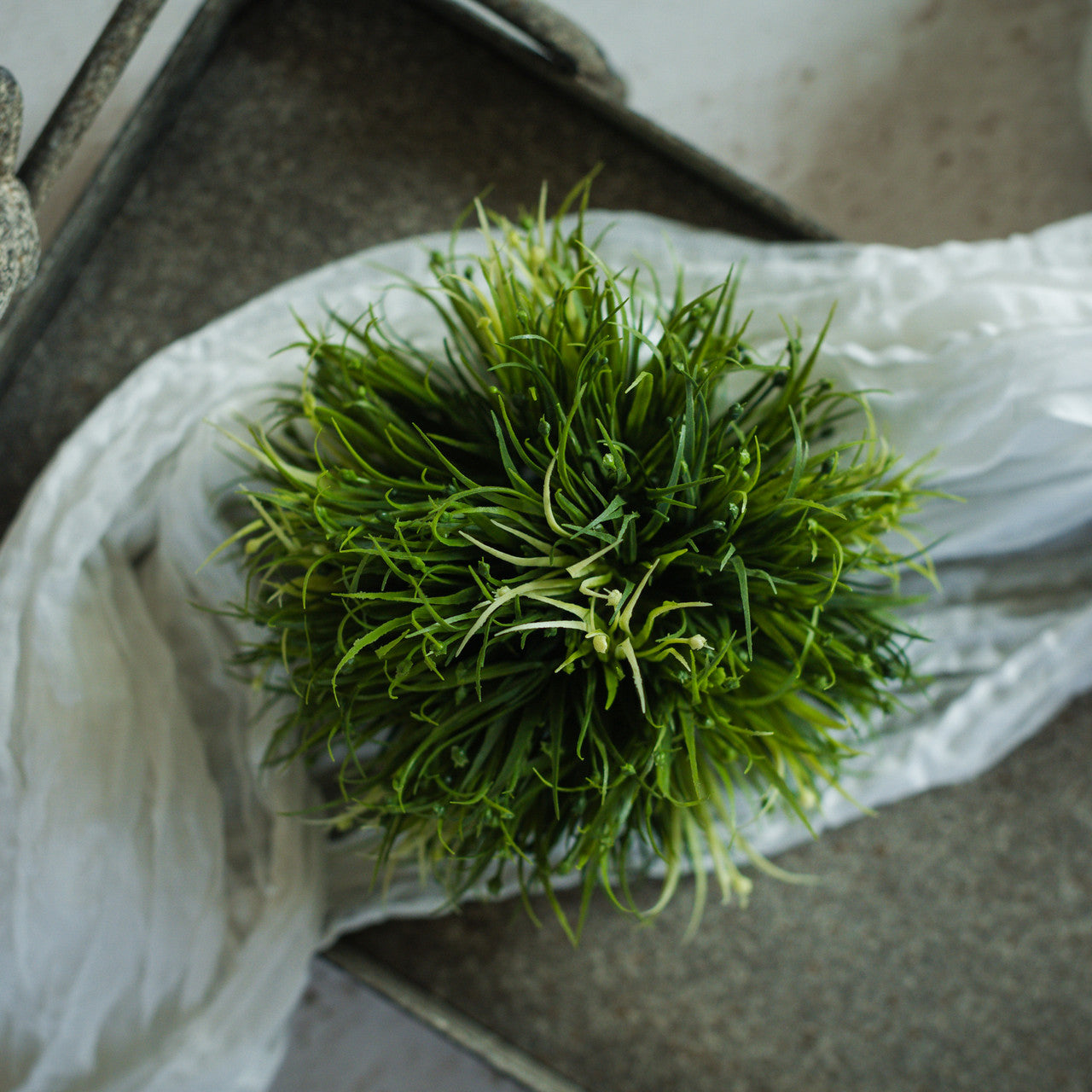 6" Indian Tree Spurge Bundle