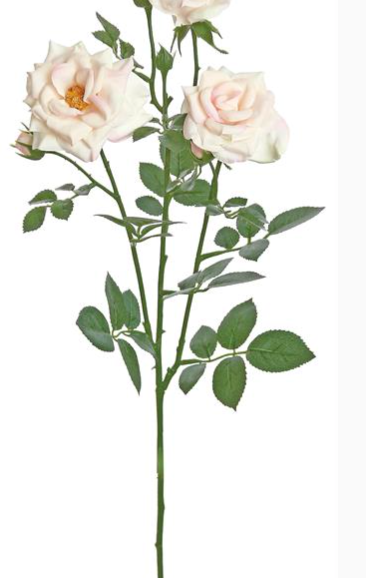Curled Garden Rose