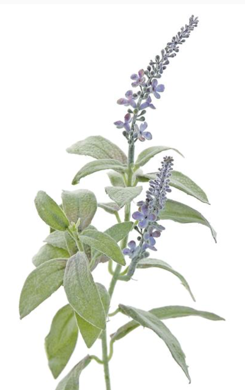 Lavender Pick 14"