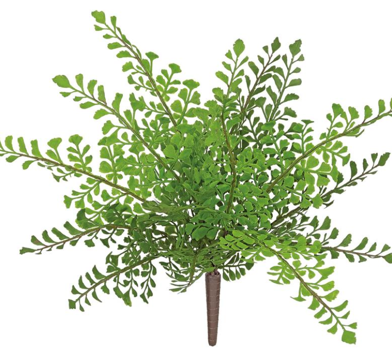 Maidenhair Fern Bush