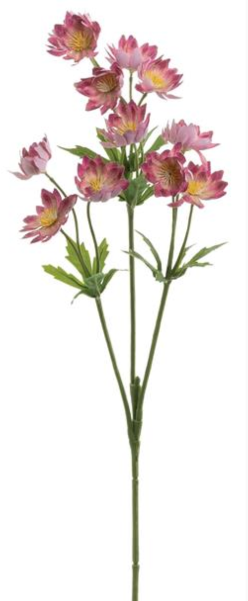 Lewisias Spray 25"