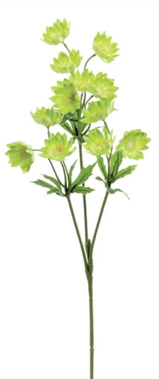 Lewisias Spray 25"