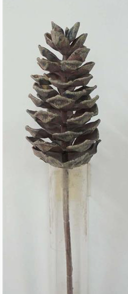 Pinecone Pick