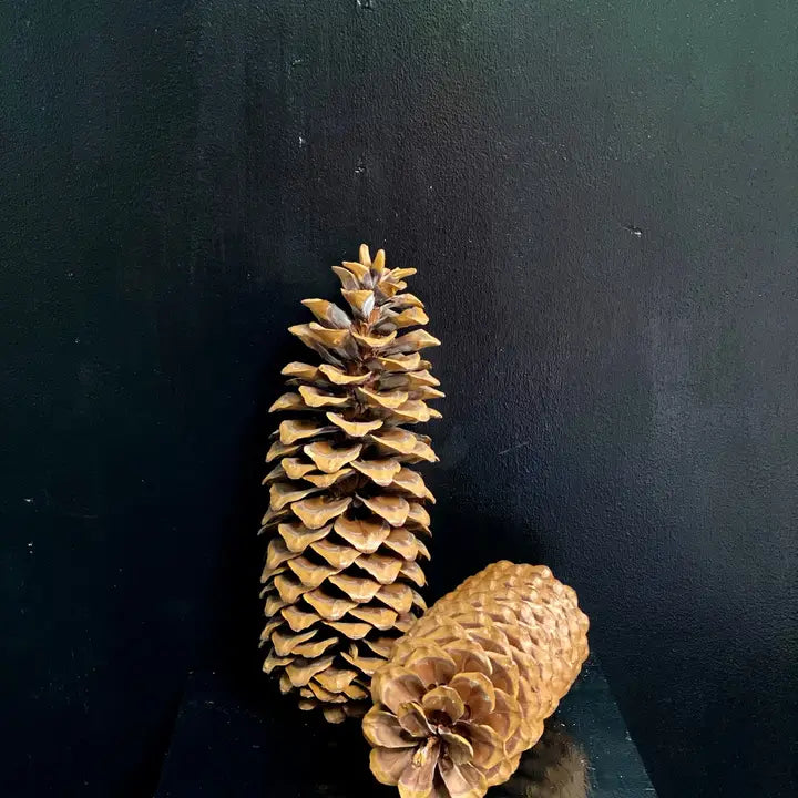Sugar Pine Cone Large