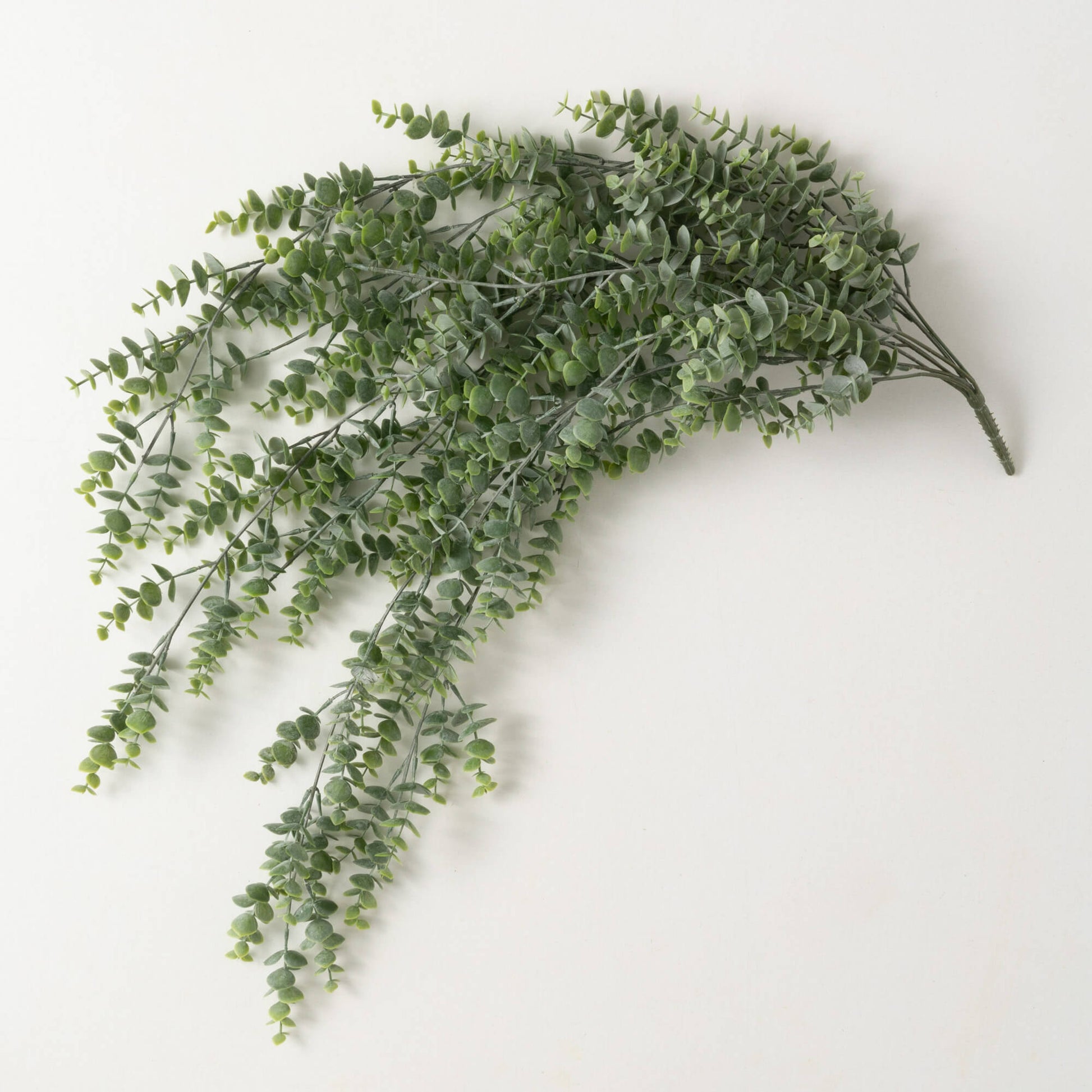 eucalyptus plant hanging Hanging Eucalyptus Bush – The Gingham Buffalo