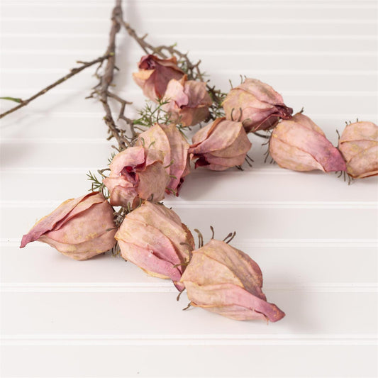 Withered Chinese Lantern Spray Purple