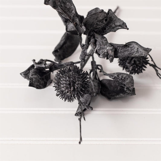 Black Thistle & Leaves