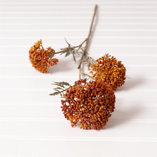 Ozothamnus Pick Tan