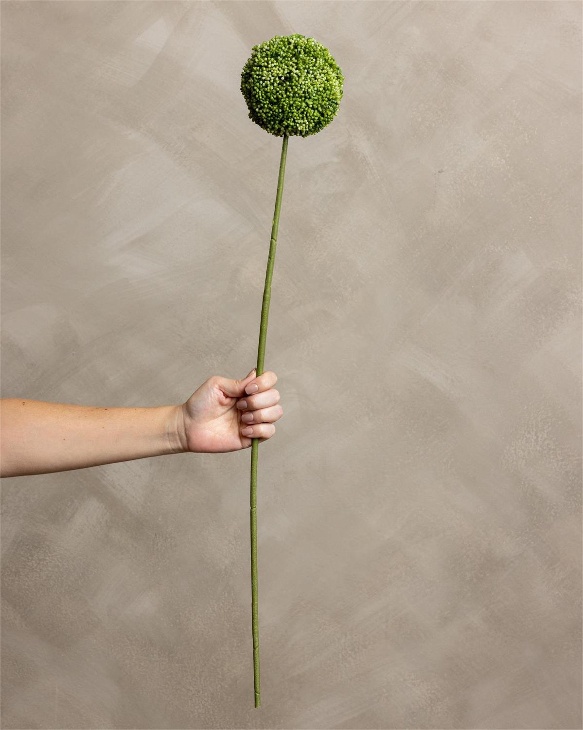 Stem - Allium Green
