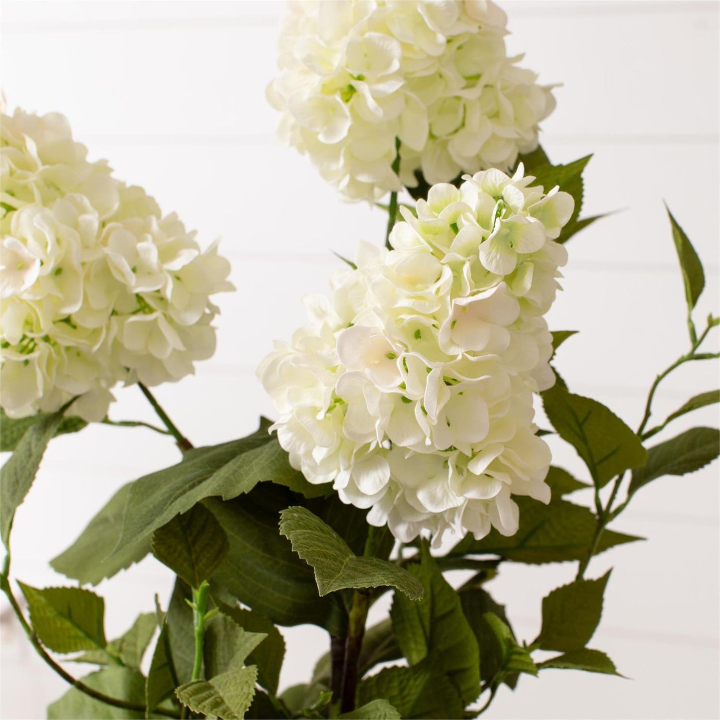 Potted - White Hydrangea