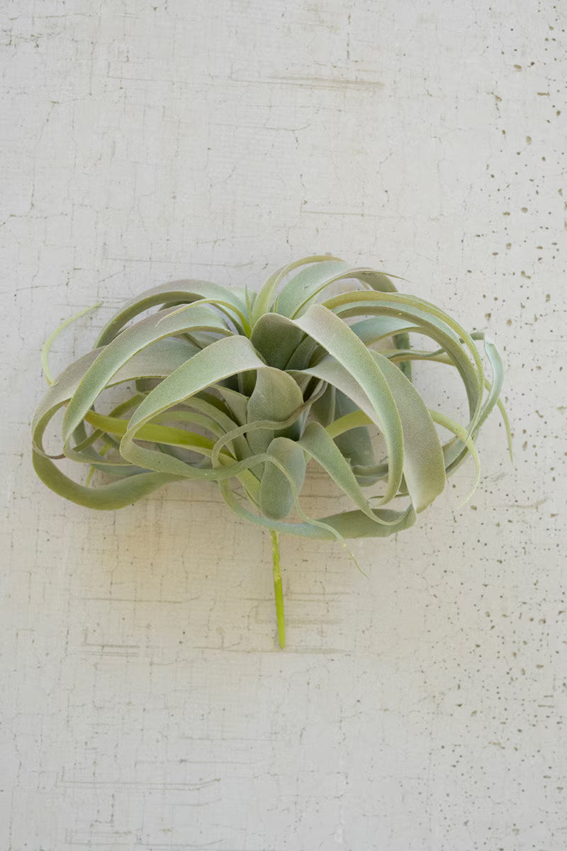 11" Large Tillandsia Plant