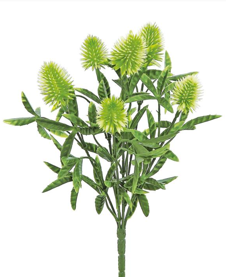 Thistle Bush