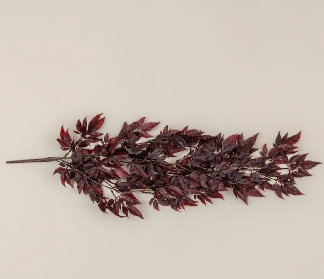 30" Burgundy Spikenard Bush