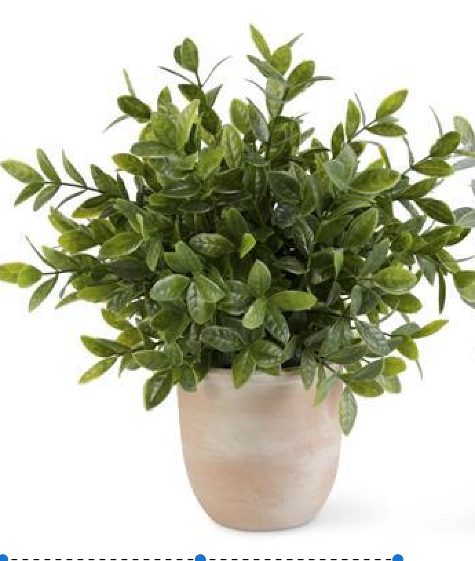 13" Herb in Terracotta Pot