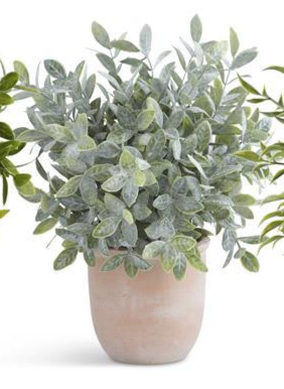 13" Herb in Terracotta Pot