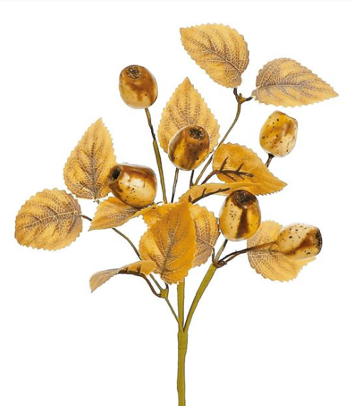 Eucalyptus Pod & Foliage