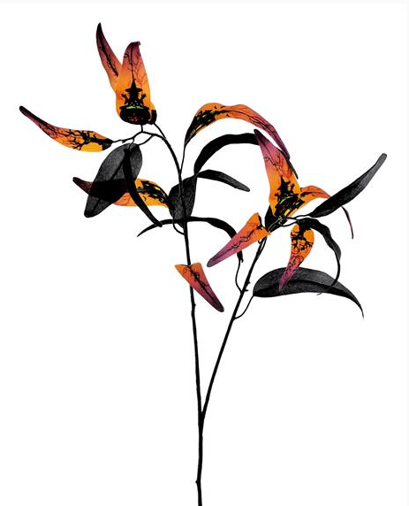 Black/Orange Narrow Eucalyptus