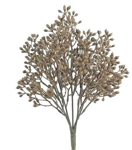 Seed Bush