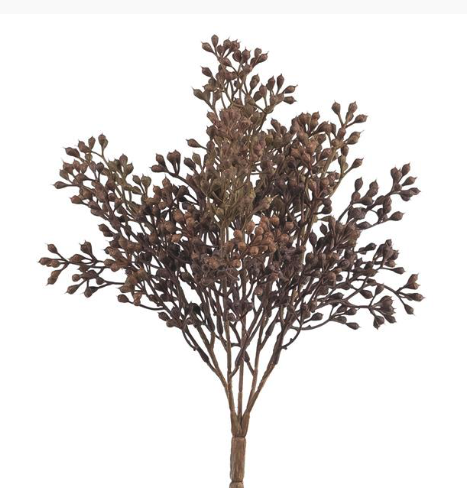 Seed Bush