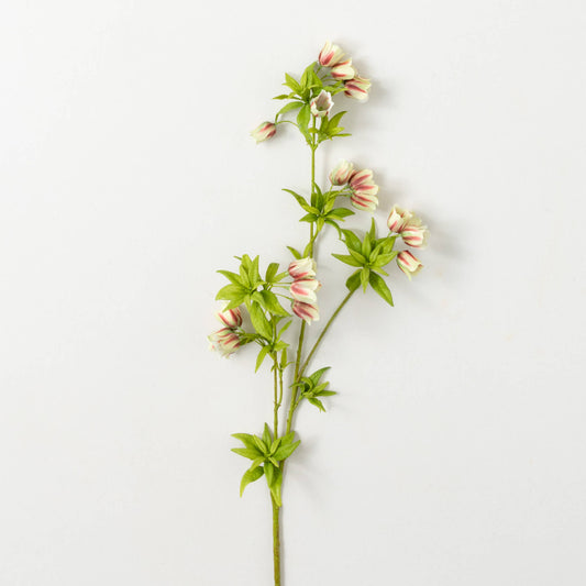 Enkinathus Spray